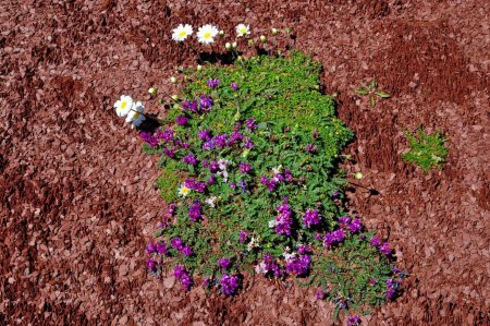 Comment une fleur peut pousser sur un rocher ?