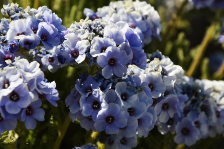 Quelques fleurs sur la route