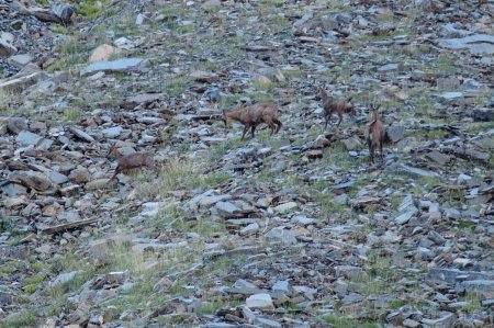 Etonnant comportement de 3 chamois en chassant un autre