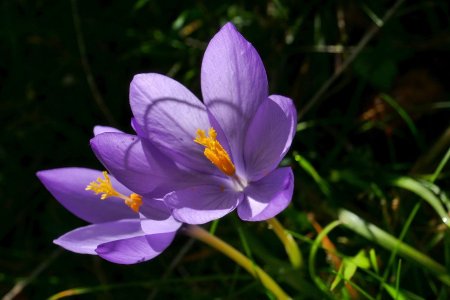 Crocus d’automne (crocus nudiflorus), endémique du sud-ouest de la France