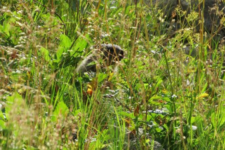 Nouvelle rencontre avec un marmotton qui joue à cache-cache dans les herbes en contre-jour. 😊 Je ne sais pas ou plus s’il s’agissait du copain précédent ou d’un nouveau. 😉