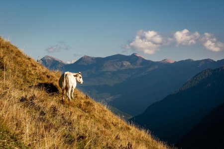 Dans la montée du col de St Véran