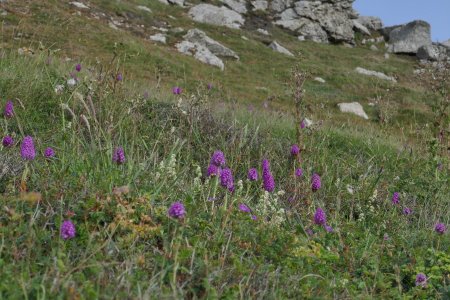 Orchis pyramidaux