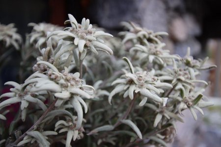 Edelweiss