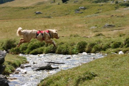 Un chien heureux