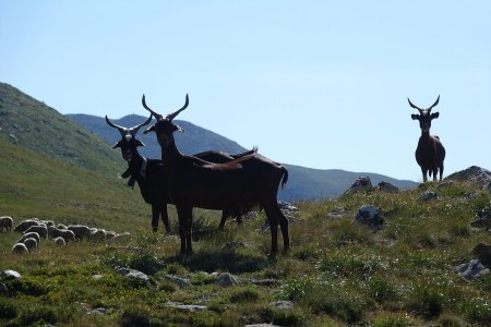 Troupeau de chèvres