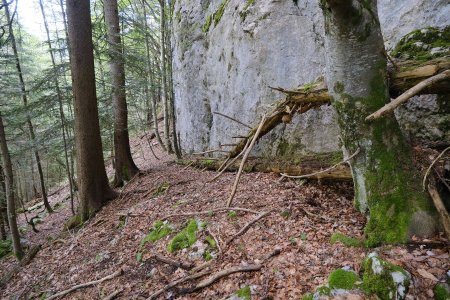 Falaise dans la montée vers la crête de la Montagne des Varray