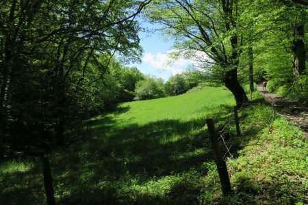 Dans le Bois de la Croix