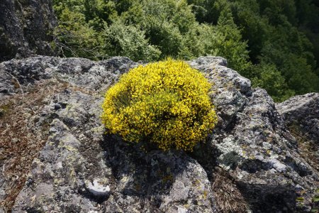 Genêt en fleur