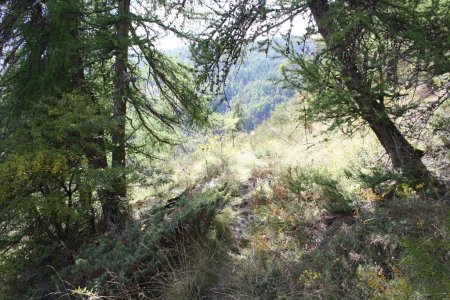 L’orée des bois avant d’atteindre la clairière sur la crête