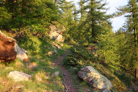 ...et se répand en lumière dorée sur la forêt