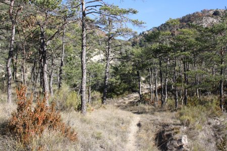 Le sentier sur le plateau