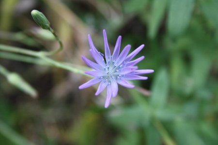 Une belle fleur pour finir !