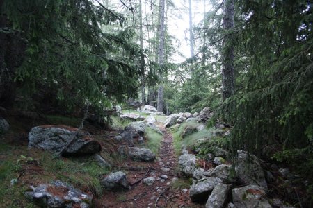 Dans la forêt