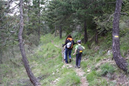 En vallon ubac, plus de pins que de chênes