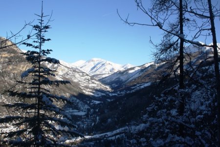 Le Val d’Allos. Le Grand Cheval de Bois et Rochecline dans les ramures des conifères