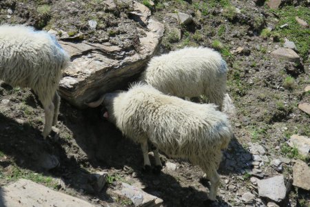 Heure de la chaume pour les brebis