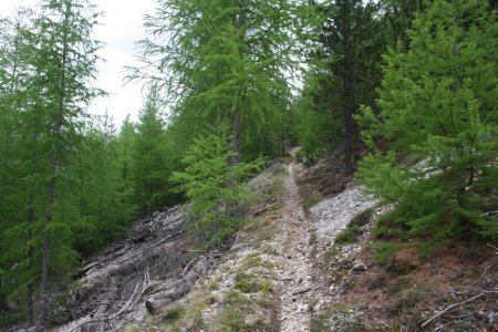 Forêt entre mélèzes et pins sylvestres