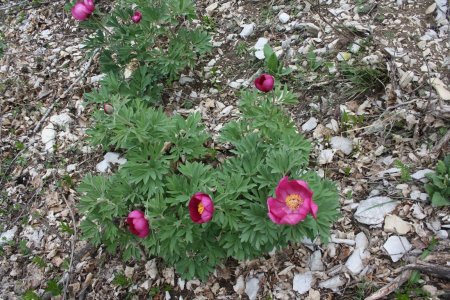 Dans la végétation aride de Coulanches. Ici des pivoines