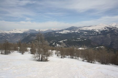 recoucou les mélèzes !