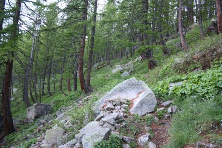 En montant à gauche à travers le bois de mélèzes