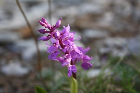 Ce qu’on peut trouver comme fleurs en mai : des orchis... 