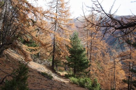 La forêt au retour