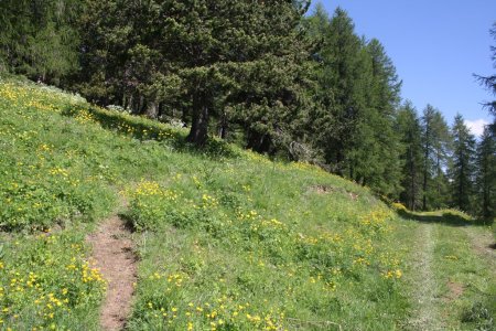 Reprise du sentier en bordure de piste