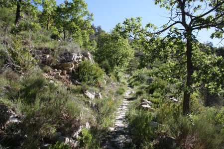 Chênes, buis, feuillus divers et portions dallées