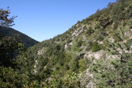 Mélanges sylvestres sur une zone un peu dénudée