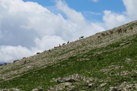 Mouflons sous la Croix de Ratier