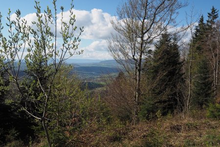 Une clairière sur la crête. Vue à l’ouest vers l’avant-pays et le Jura enneigé.