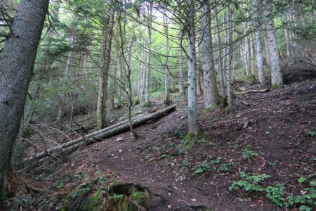 Montée en sous-bois