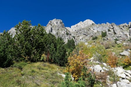 Retour de la forêt !