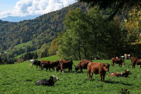 Les vaches du Barrioz ! 