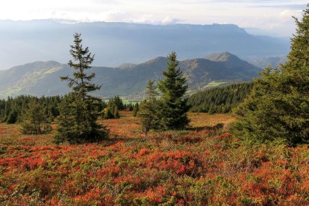 Descente dans les myrtilles 