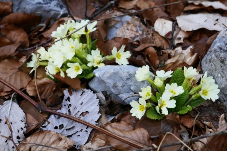 Mes premières primevères de ce Printemps.