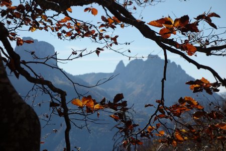 entre les branches, les Dents de Lanfon (à droite) et la Dent du Cruet (à gauche)