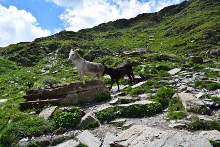 Rencontre avec des poneys !