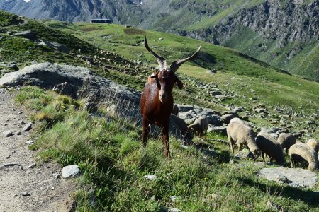 Rencontre avec une chèvre avant le refuge.