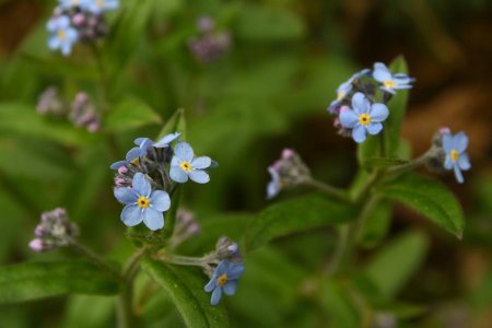 myosotis