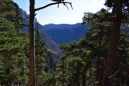 Sur la Faja Racón, le Canyon d’Ordesa apparaît à travers les pins.