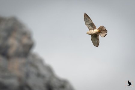 Faucon crécerelle