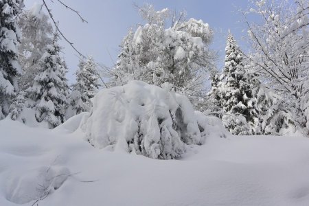 Vraiment chargé de neige.