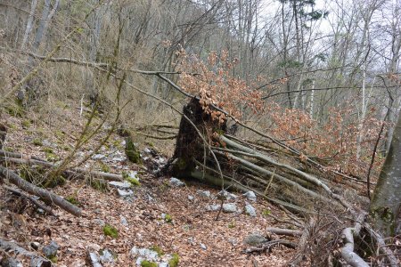 La forêt a connu des dégâts récemment.