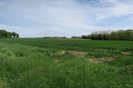 Les bandes enherbées