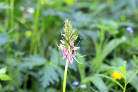 Hybride Dactylorhiza viridis X Dactylorhiza fuchsii dans le coin (18 juin 2017)