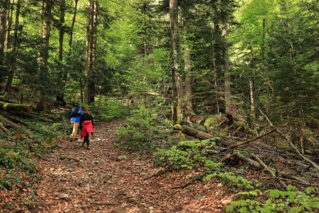 Montée en forêt