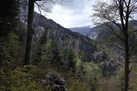 Montée en forêt