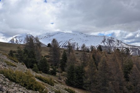 Apparition du Grand Coyer